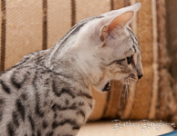 Bengal cat silber rosetted